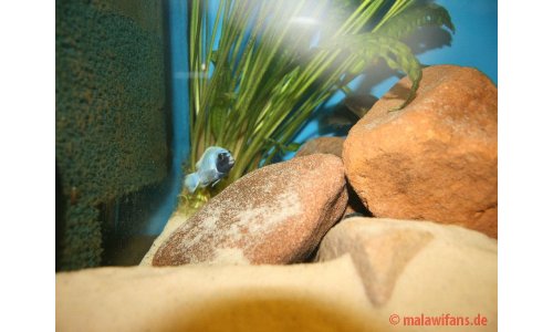 Pseudotropheus polit